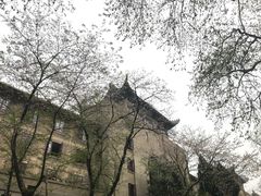 -武汉大学-樱园