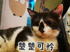 -猫小院猫主题咖啡厅(北锣店)