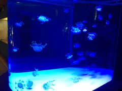 -左海海底世界
