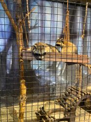 -酷嗒动物文化乐园(cutezoo西溪乐天城店)