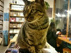 -猫的天空之城概念书店(西塘古镇店)