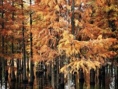 -白鹭湾湿地公园