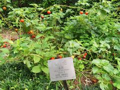 -广州神农草堂中医药博物馆