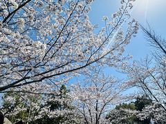 -顾村公园