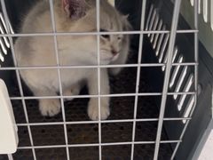 -纳吉亚猫专科动物诊疗中心(蒋宅口分院)