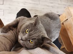 -海边的猫和咖啡馆