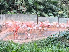 -深圳野生动物园