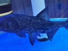 -解家河南菜(商鼎路店)