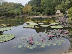 -中国科学院西双版纳热带植物园