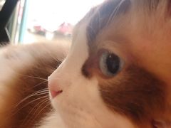 -喵屿·大理花园猫咖