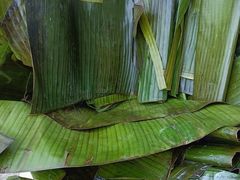 -南宁良凤江国家森林公园