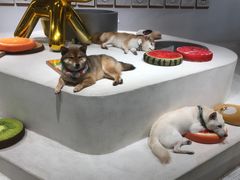 -柴务处·柴犬主题狗咖
