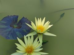 -国家植物园南园