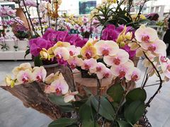 -兰陵国家农业公园