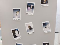 -糯米喵星人·撸猫猫舍咖啡馆(西市场嘉华店)