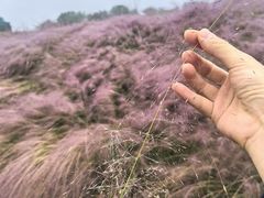 -大塘金香草谷