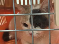 -伟伟宠物医院·CT影像中心·瑞派犬猫综合性门诊(汉口总院)