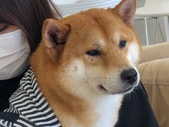 -怪兽屋·羊驼·猫咖·狗咖(俊华广场店)