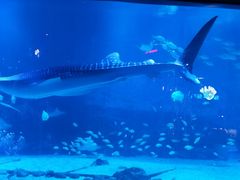 -烟台海昌鲸鲨海洋公园