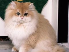 -猫十亿·布偶金渐层·曼基康矮脚猫舍(青年路店)