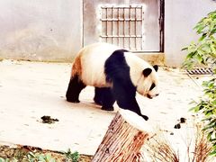 -成都大熊猫繁育研究基地
