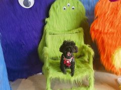 -百好乐宠物友好餐厅(朝外大街店)