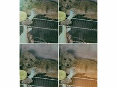 -佳雯宠物医院(四明中路分院)