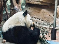 -成都动物园