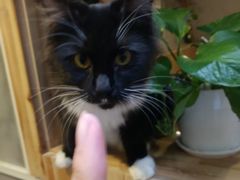 -猫色咖啡·猫咖