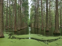 -渌洋湖湿地公园