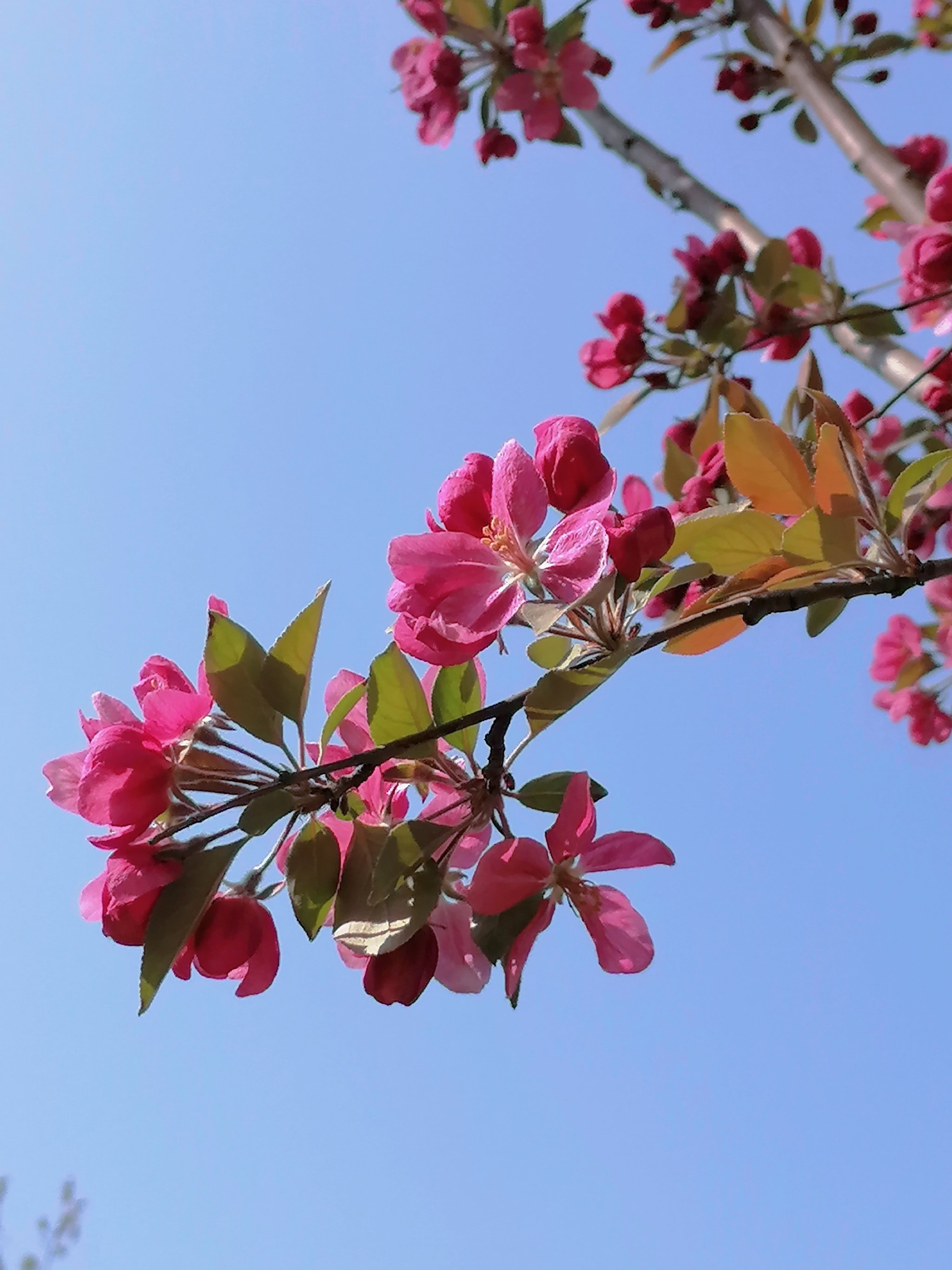 红宝石海棠开花图图片