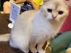-猫色咖啡·猫咖
