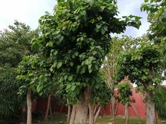 -三亚南山文化旅游区