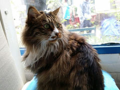 android_upload_pic-Anne猫窝咖啡屋