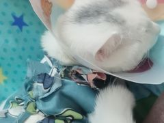 -达爱动物医院·犬猫分区·CT·复杂眼科(远洋山水分院)
