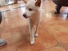 -more than meow吴止猫主题餐厅(承德 中船汇店)