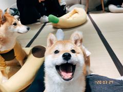 -逗柴咖啡屋·狗咖猫咖宠物桌游