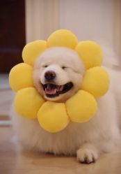 点击看大图 -丝语萱形象