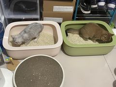 -心仪动物医院·牙专科·肿瘤·心脏科(西客站院)