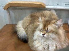 -李小姐の猫咖啡馆(五角场店)