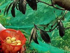 -西山樟坞健康果园枇杷杨梅采摘