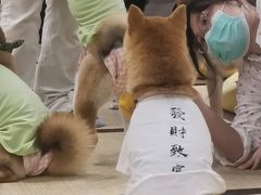 -逗柴咖啡屋·狗咖猫咖宠物桌游