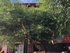 -古树酸奶(八廓南街店)