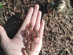 -帽儿山国家森林公园