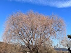 -北京西山国家森林公园