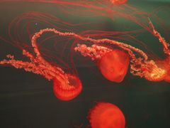 -多彩贵州城极地海洋世界