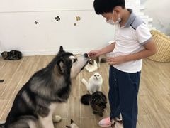 -李小姐の猫咖啡馆(五角场店)
