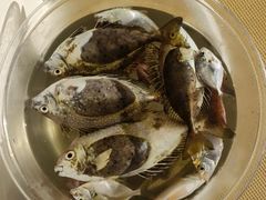 -小猫钓鱼海钓俱乐部(椰梦长廊店)