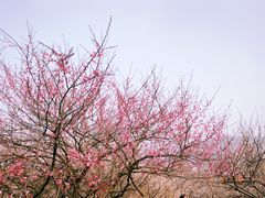 -香雪海