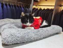 -ChenV西服礼服高级定制(市区养育巷店)